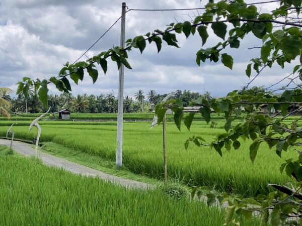 Northeastern Bali Tour [A]